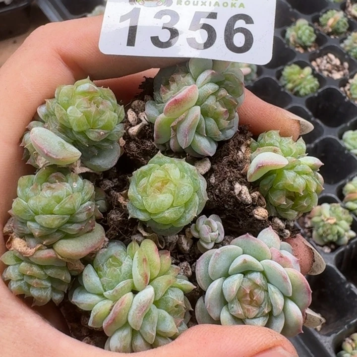 无花朵多肉植物多肉植物