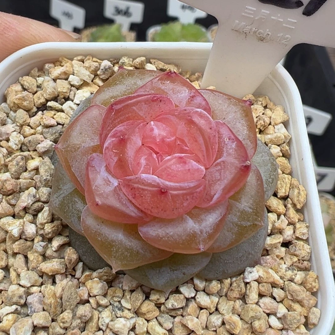 327号朗月有晒斑 晗雨多肉