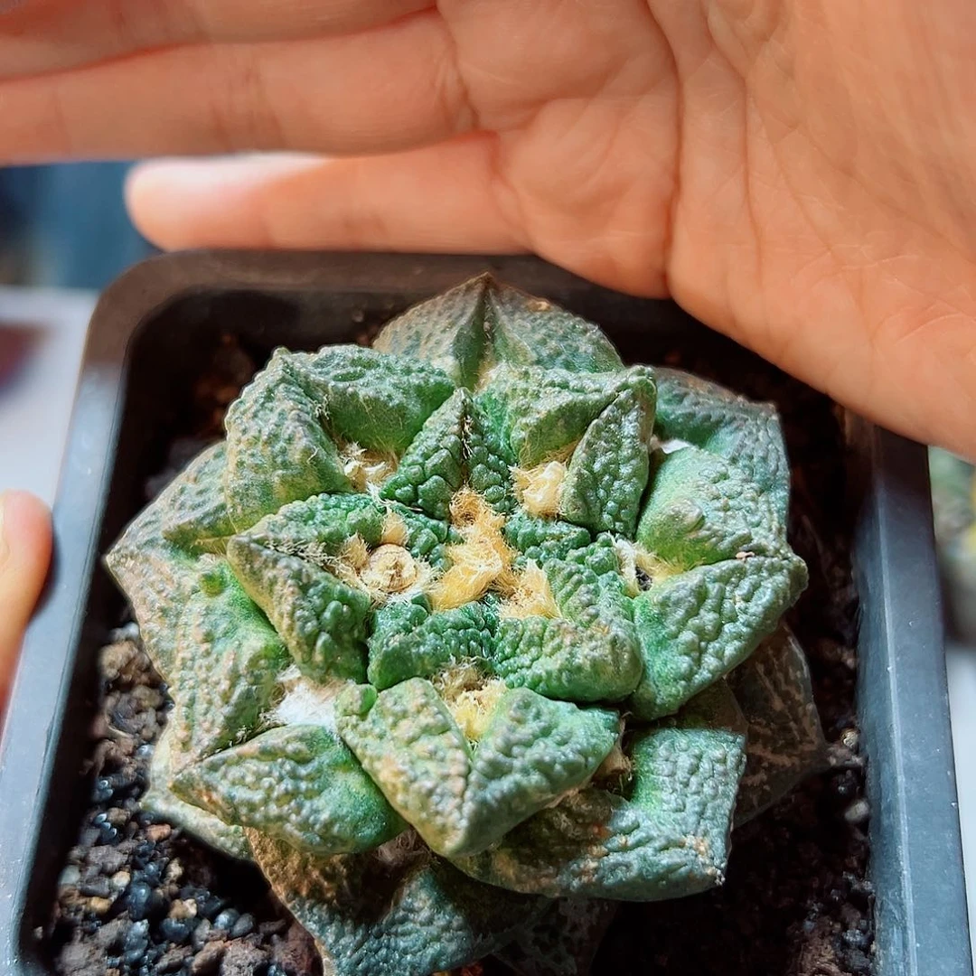 晚7号出根芽龟甲牡丹带锦7.5公分