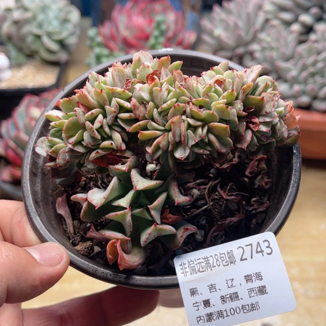 【闪购商品】2743黑鹰缀
