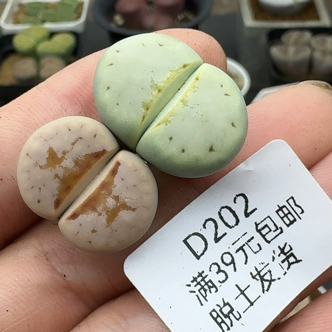 202多肉哈哈哈哈哈哈哈
