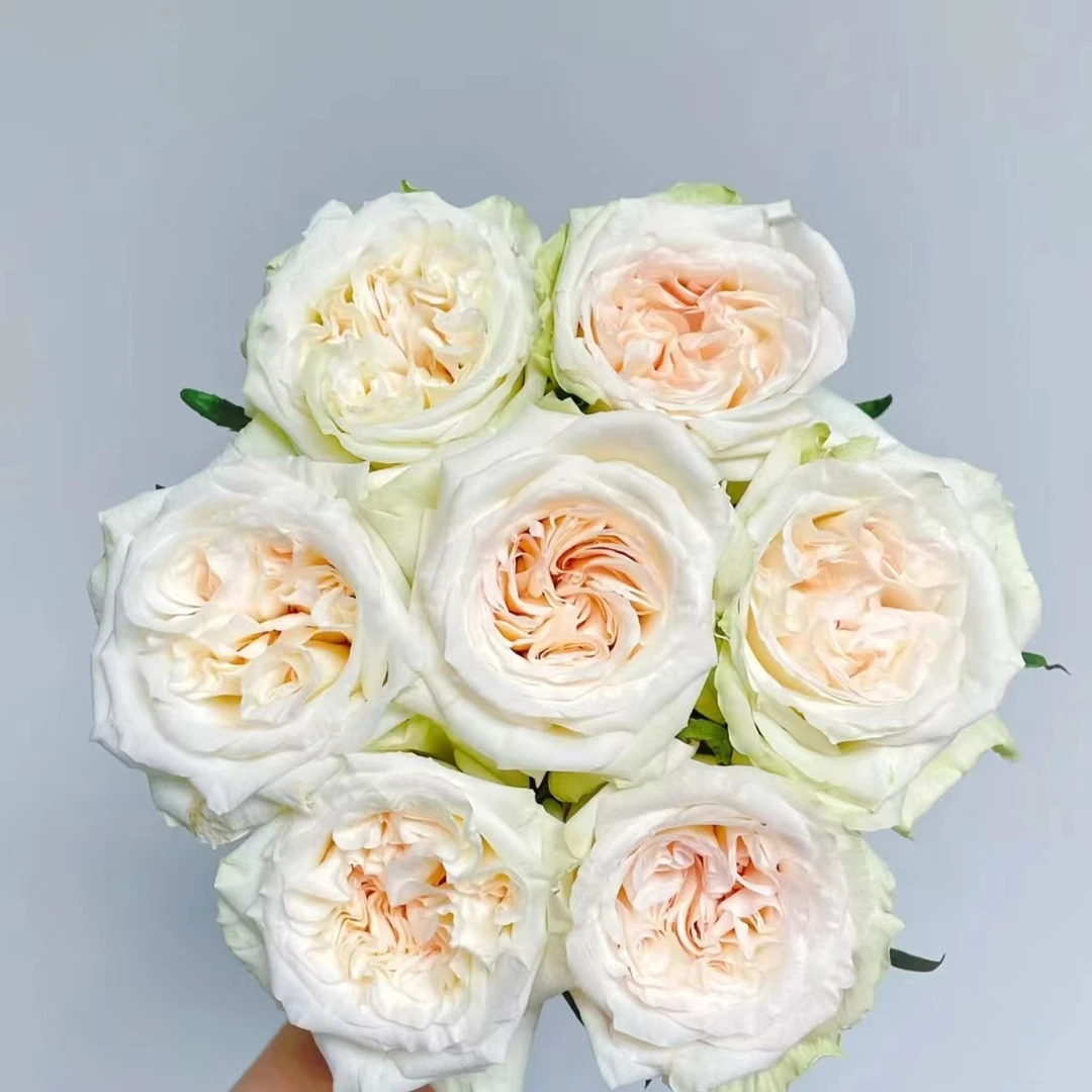 【俏夕阳白荔枝】20枝单头玫瑰    | 全场任意满两单鲜花包邮