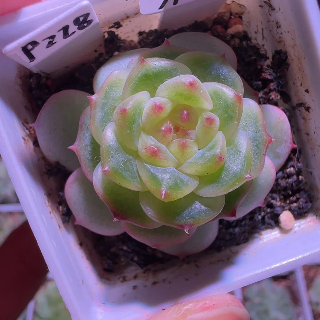 11-80福利甜心228单头