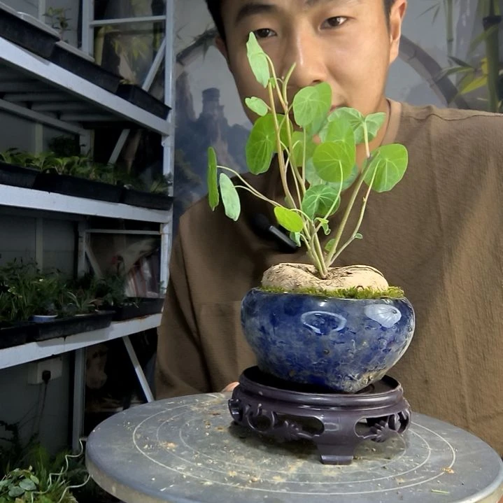 用**好中青园艺一物一拍118