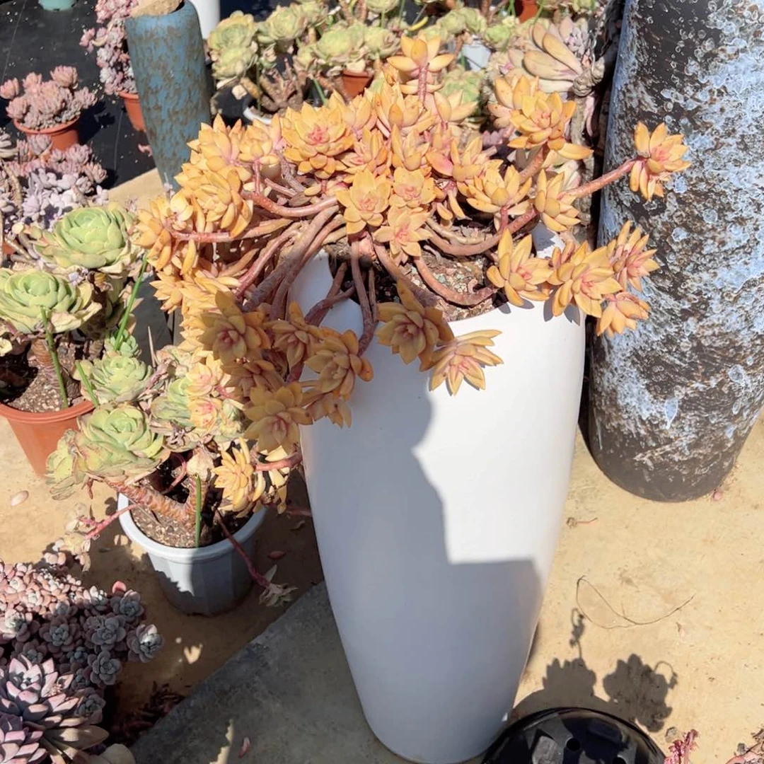 兰*布丁多肉植物