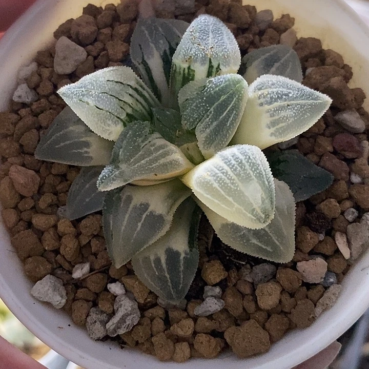 105实生磨面寿锦一物一拍