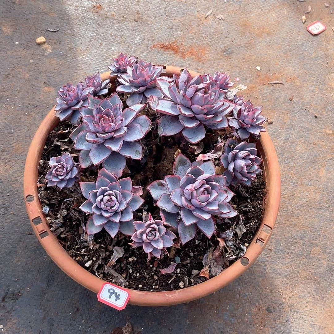 94赫拉 一物一拍多肉