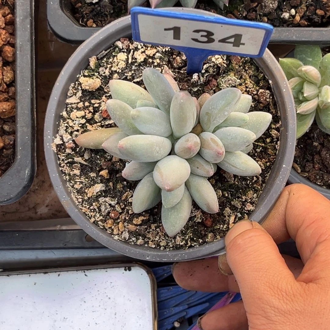 多肉植物白兰地群134