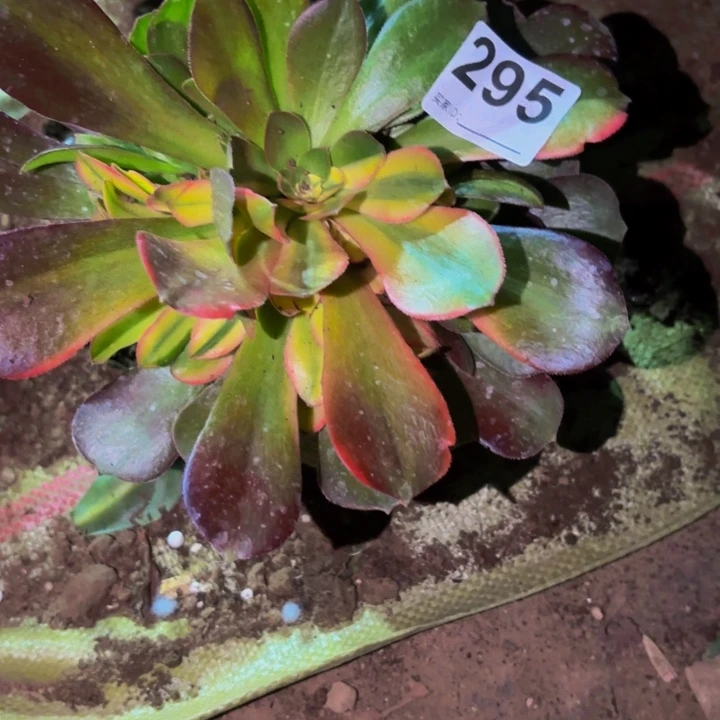 295紫羊绒七彩多肉植物不售后