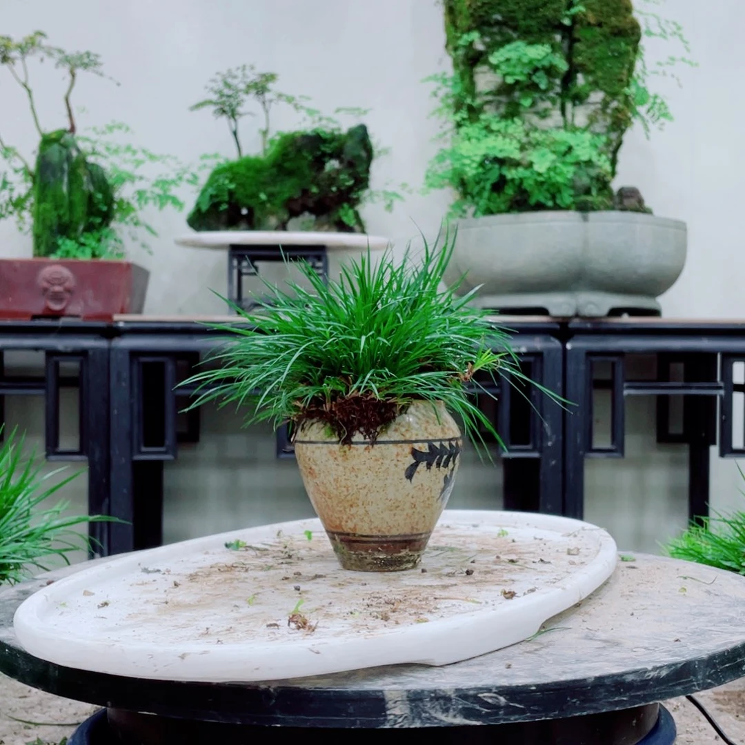 无铅玻璃随*铁线蕨等植物和植物为食