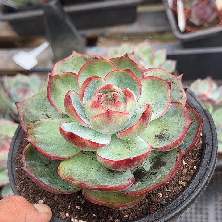 时***转惊鸿一物一拍包装收缩花旱