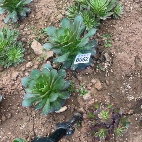 062枚金玫瑰不包断枝