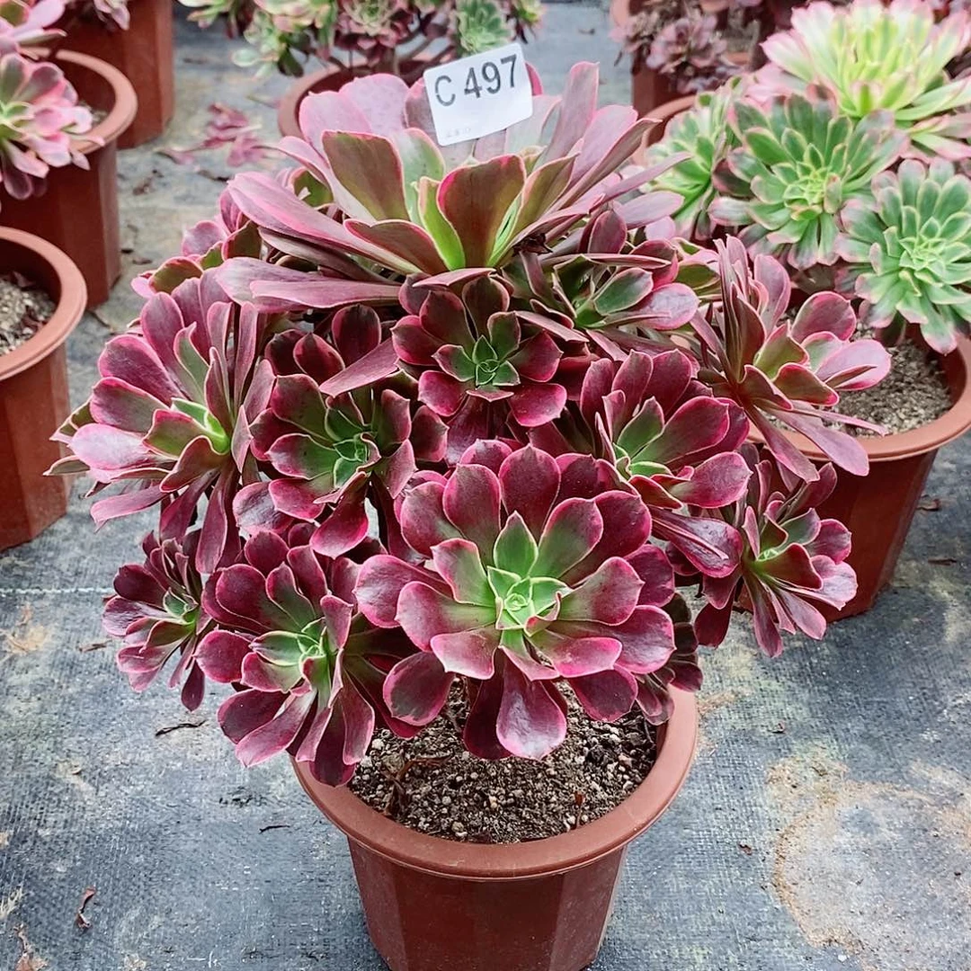 金丝雀497多肉11111