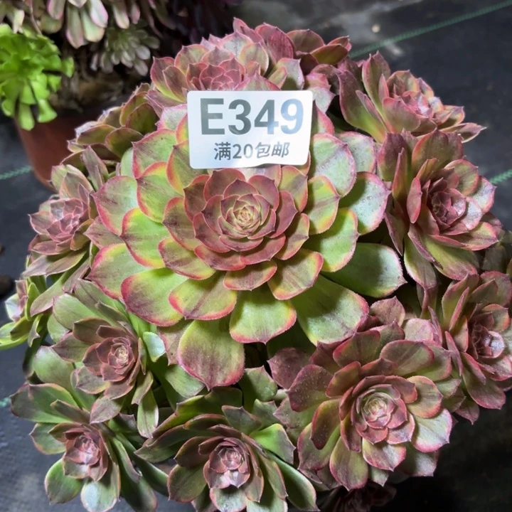 瑞妈一物一拍349