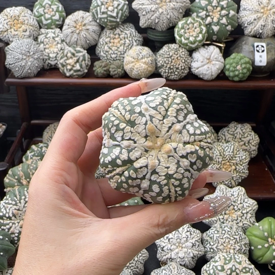 开播特价泰兜仙人球