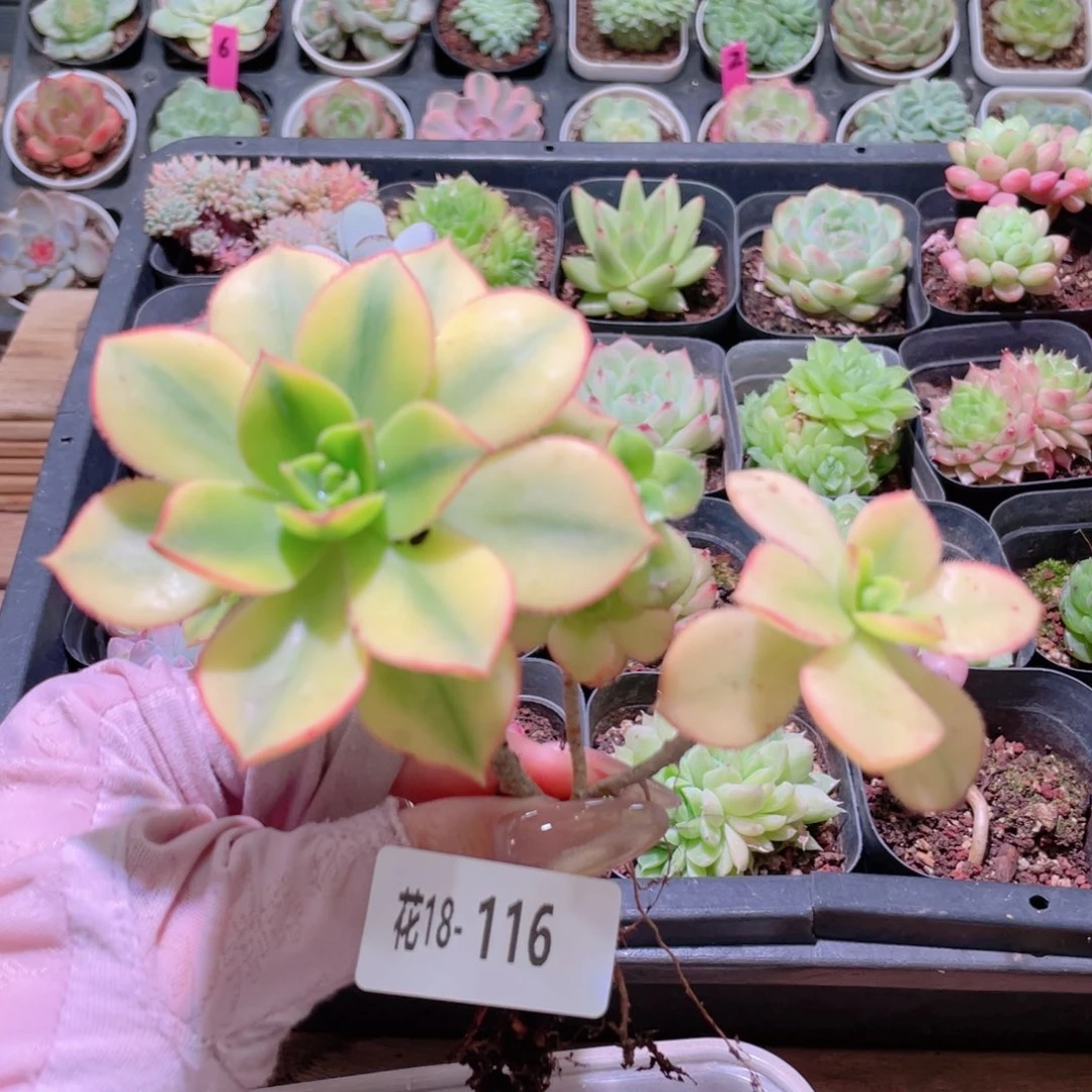花利美18-116星爆法师