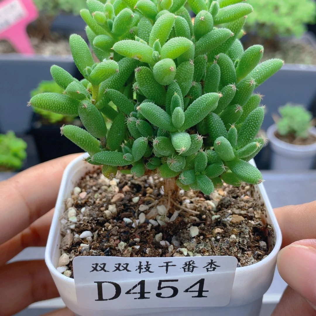 454玉米。