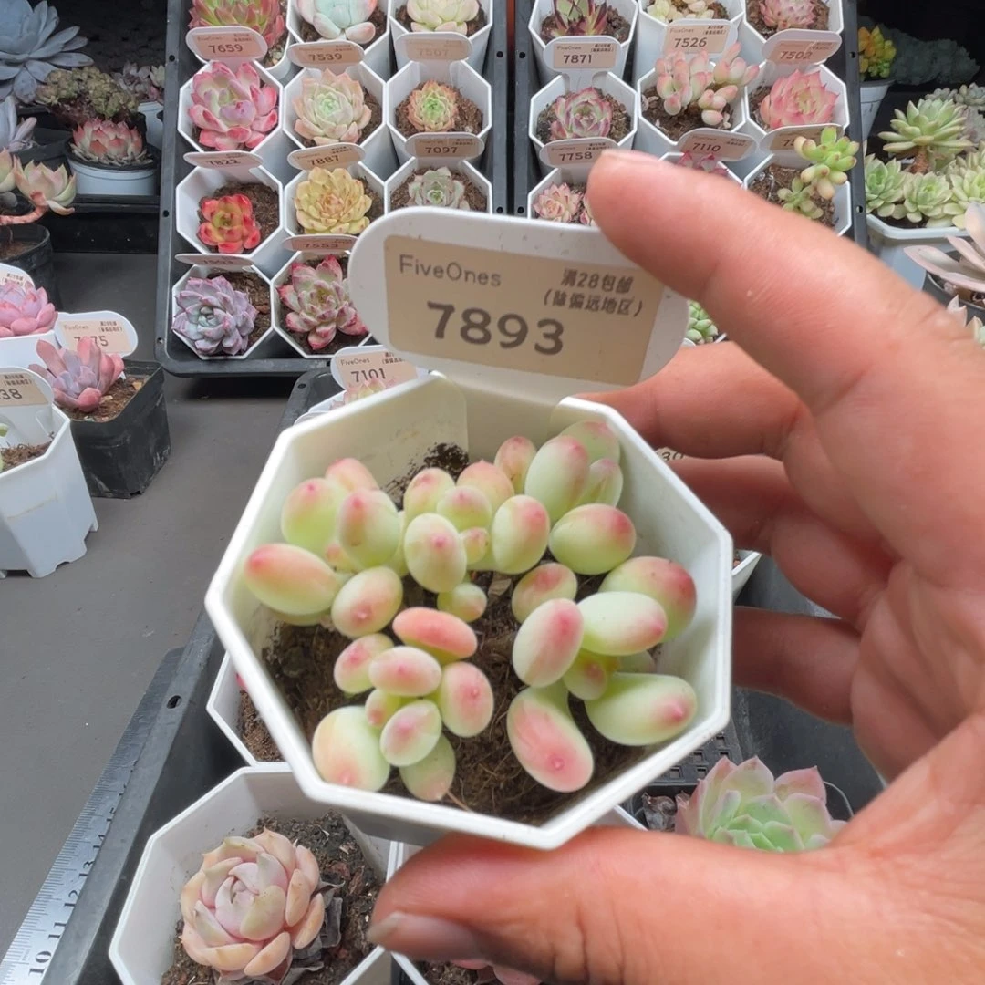 7893苹果奶5.0厘米