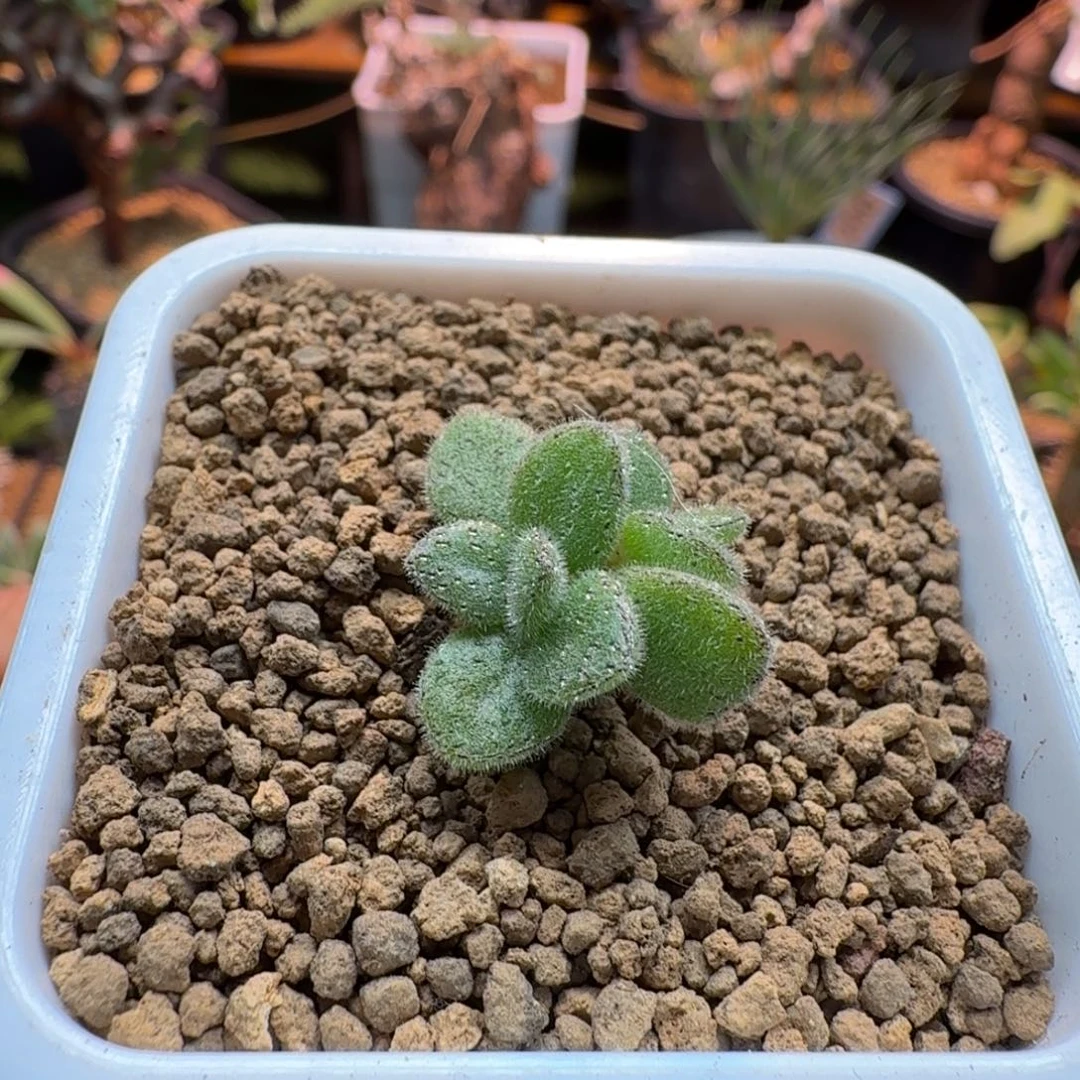 蔓锦842 仙人掌仙人掌