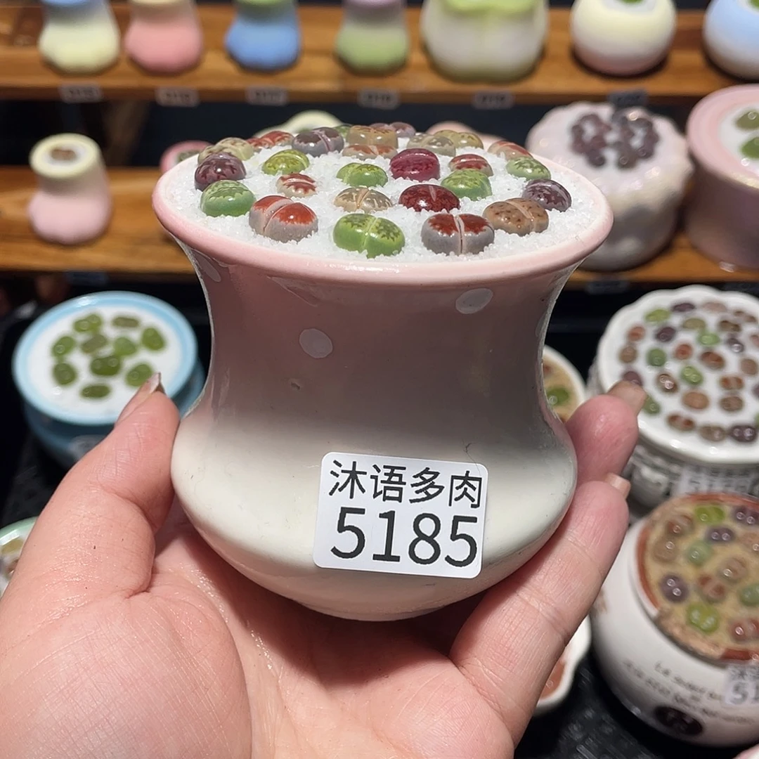 带盆土植物 一物一拍5185