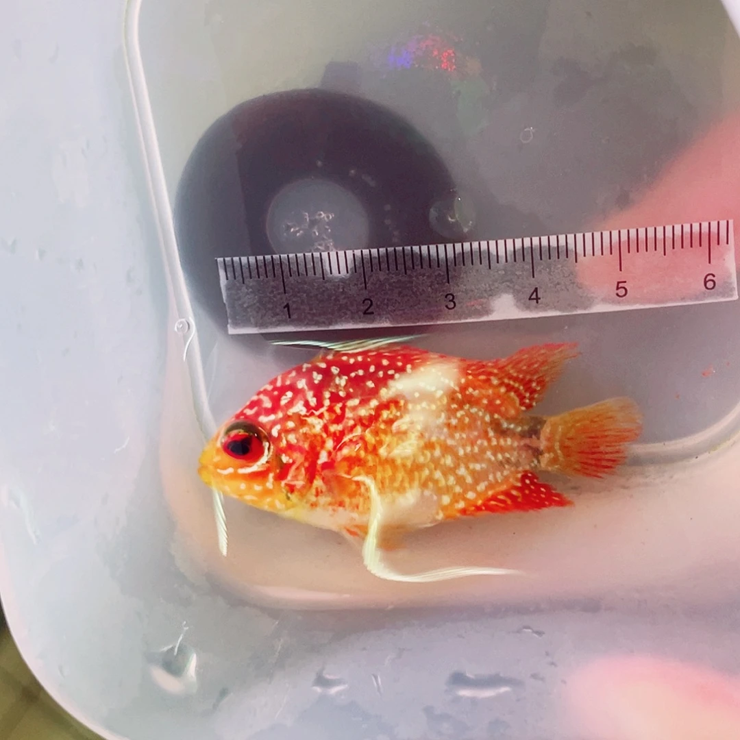 陳***贵罗汉鱼f3金花火风一条