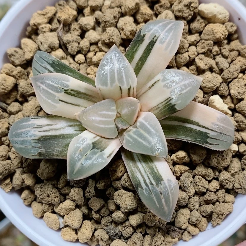 【闪购商品】56雾之喷泉锦