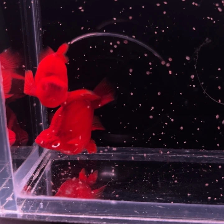 孔雀鱼红箭球种鱼1对