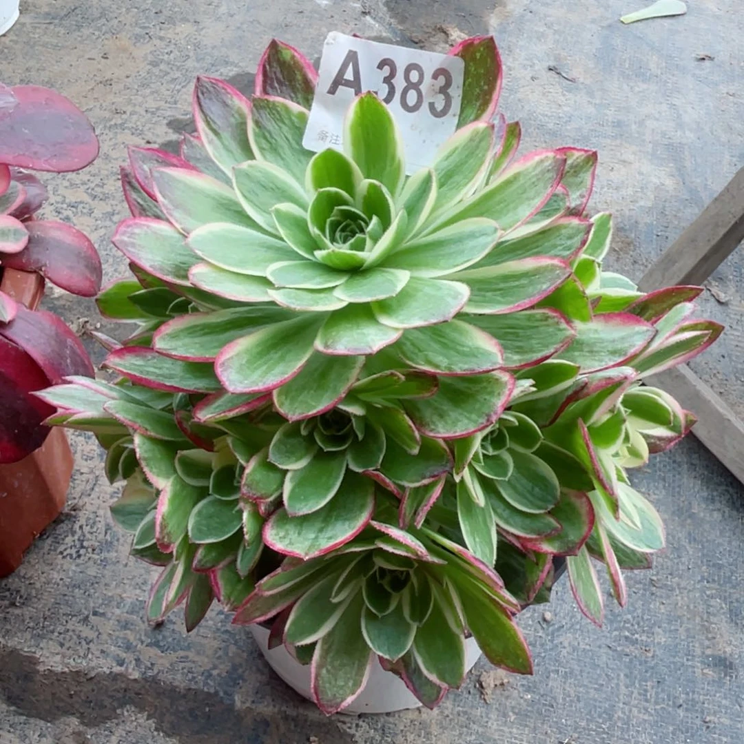 欢*海洋383小苗初了