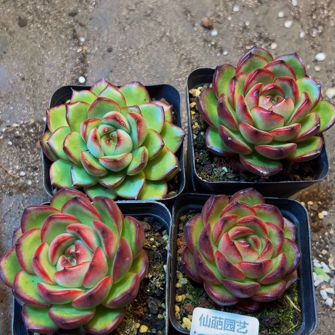 356多肉植物和植物的