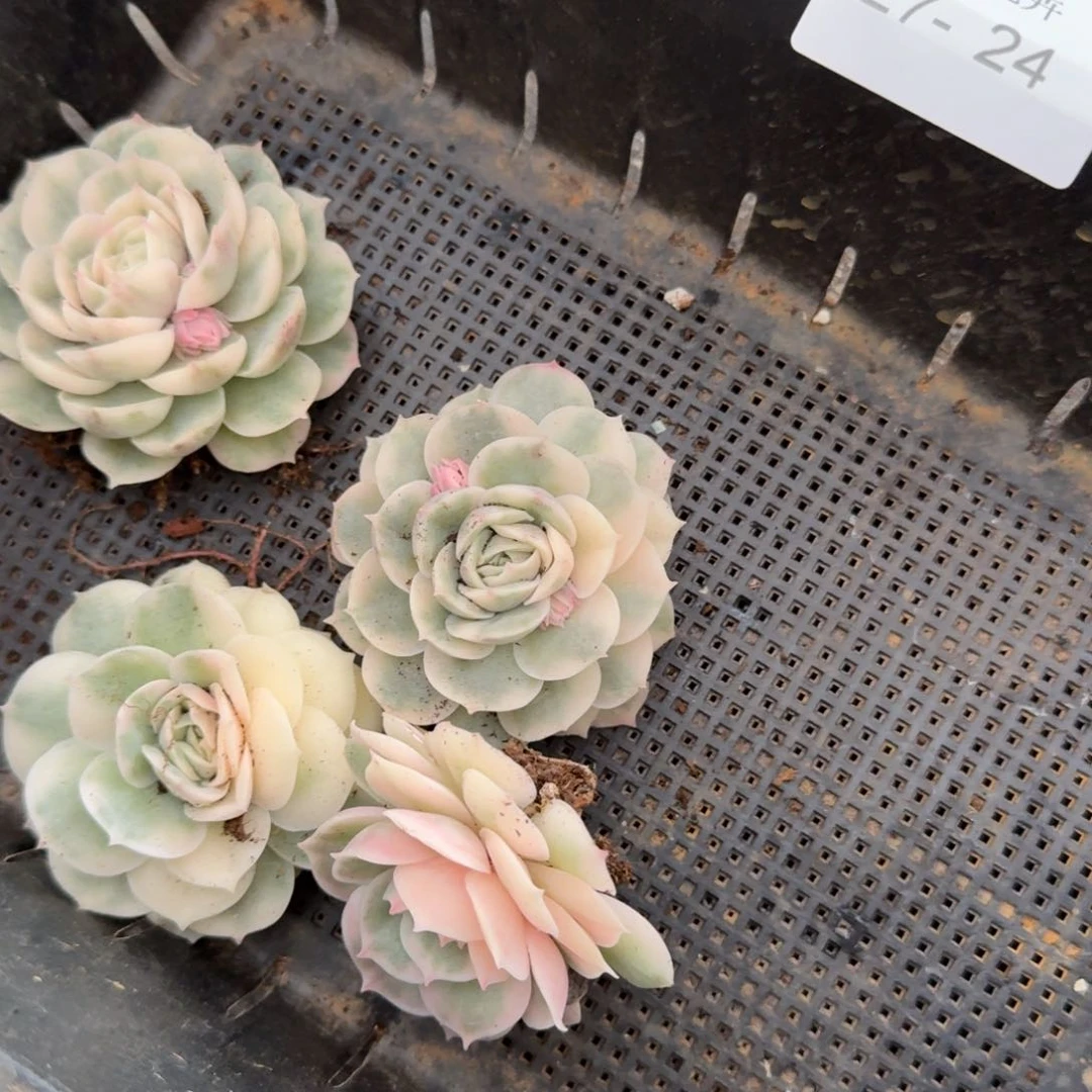 一颗富轮+三花量拍27-24