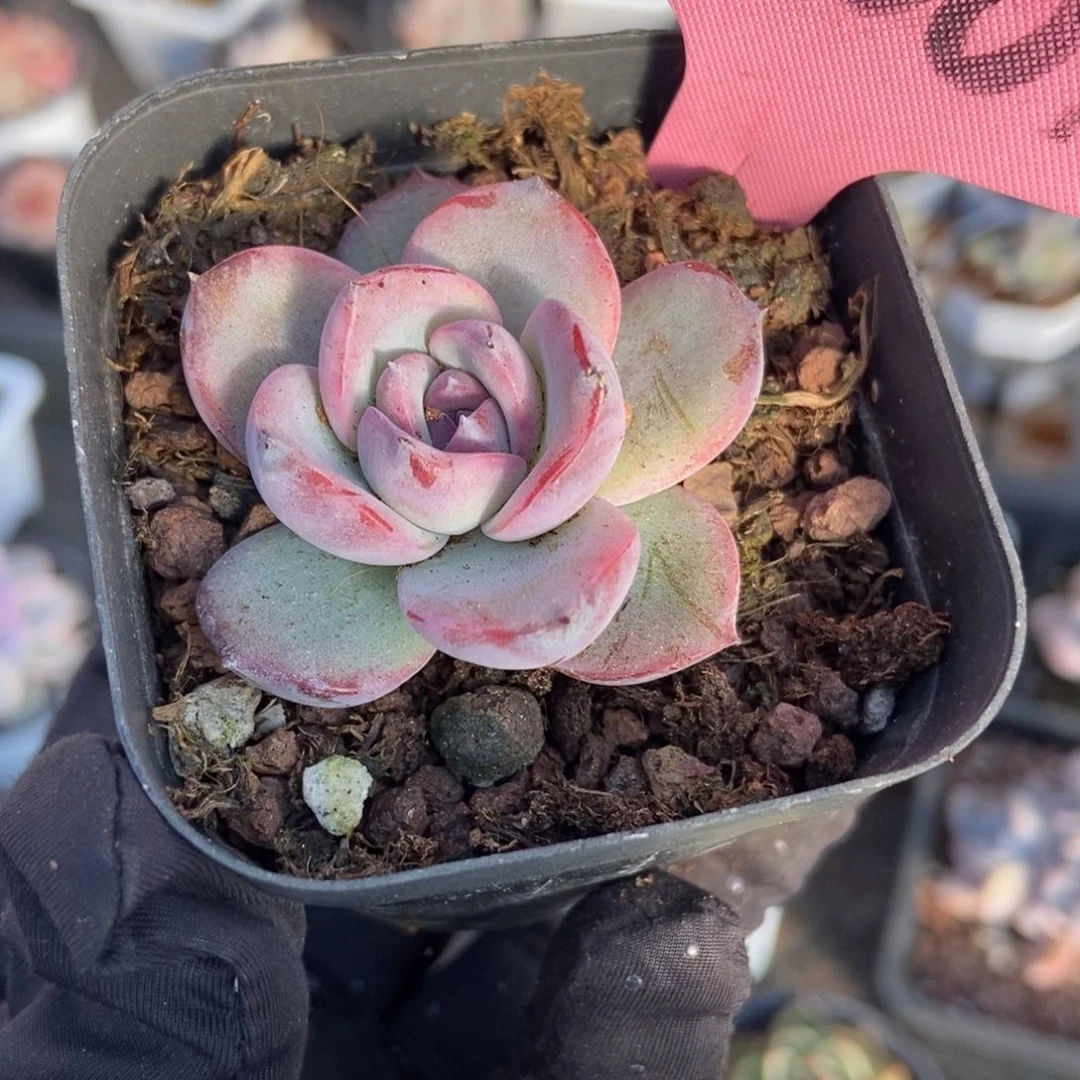 9009黑橙多肉植物