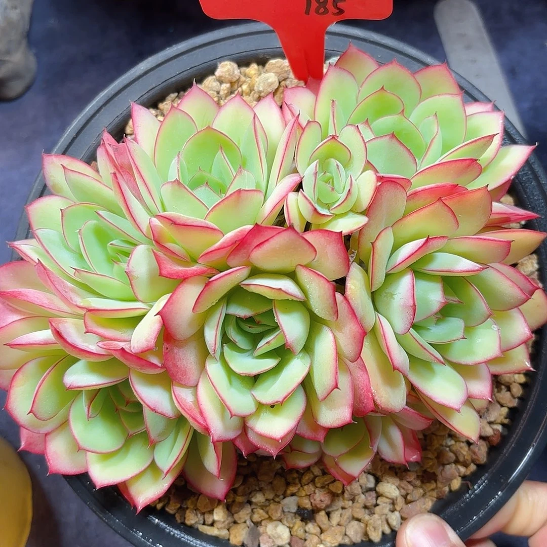 多肉植物脱土包邮