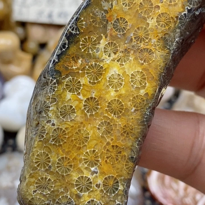 颈饰未镶嵌硅化珊瑚（珊瑚玉）