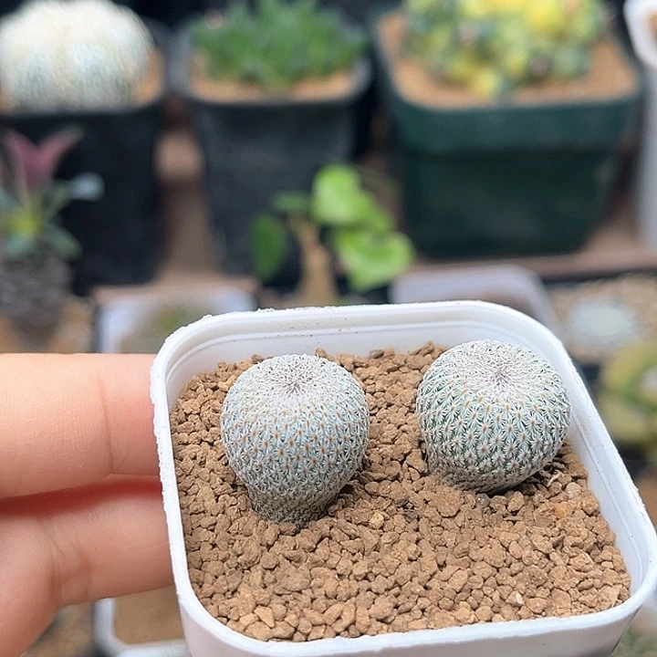 月世界实生球2颗一组