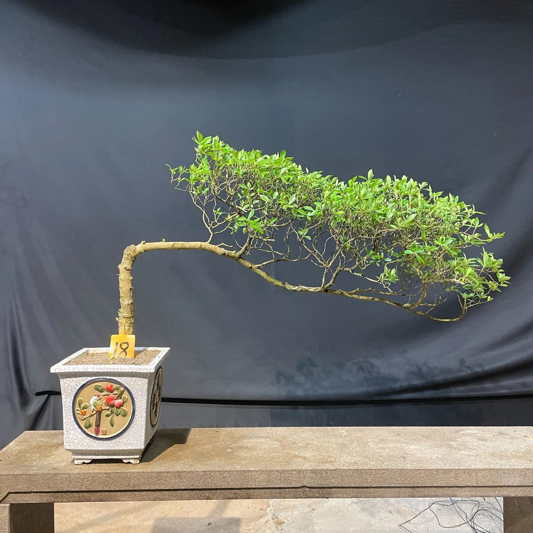 精品海岛栀子花，海岛春花，海岛石枫，一物一拍专用链接