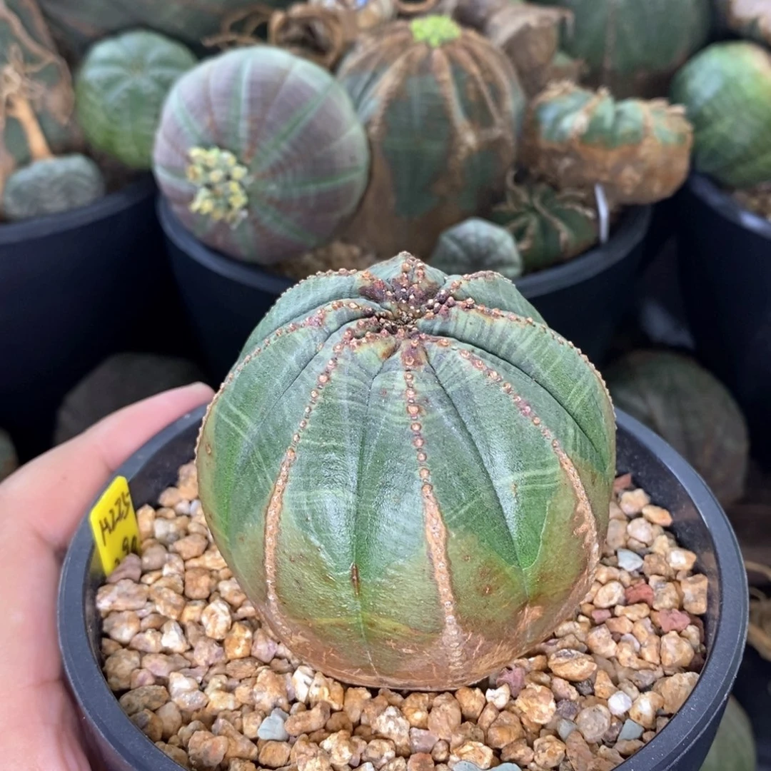19 欧系实生布纹球多肉植物
