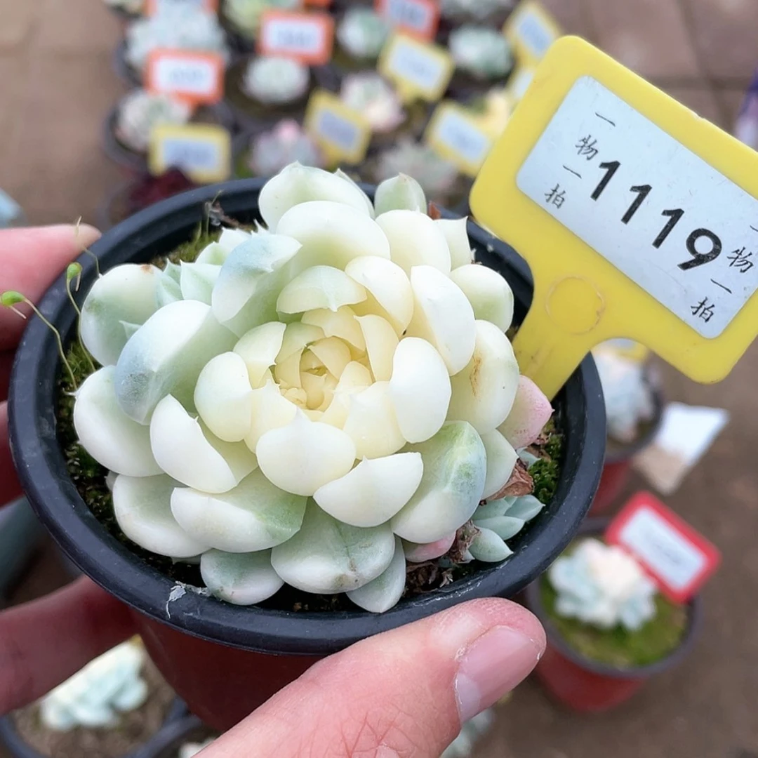 【闪购商品】1119号