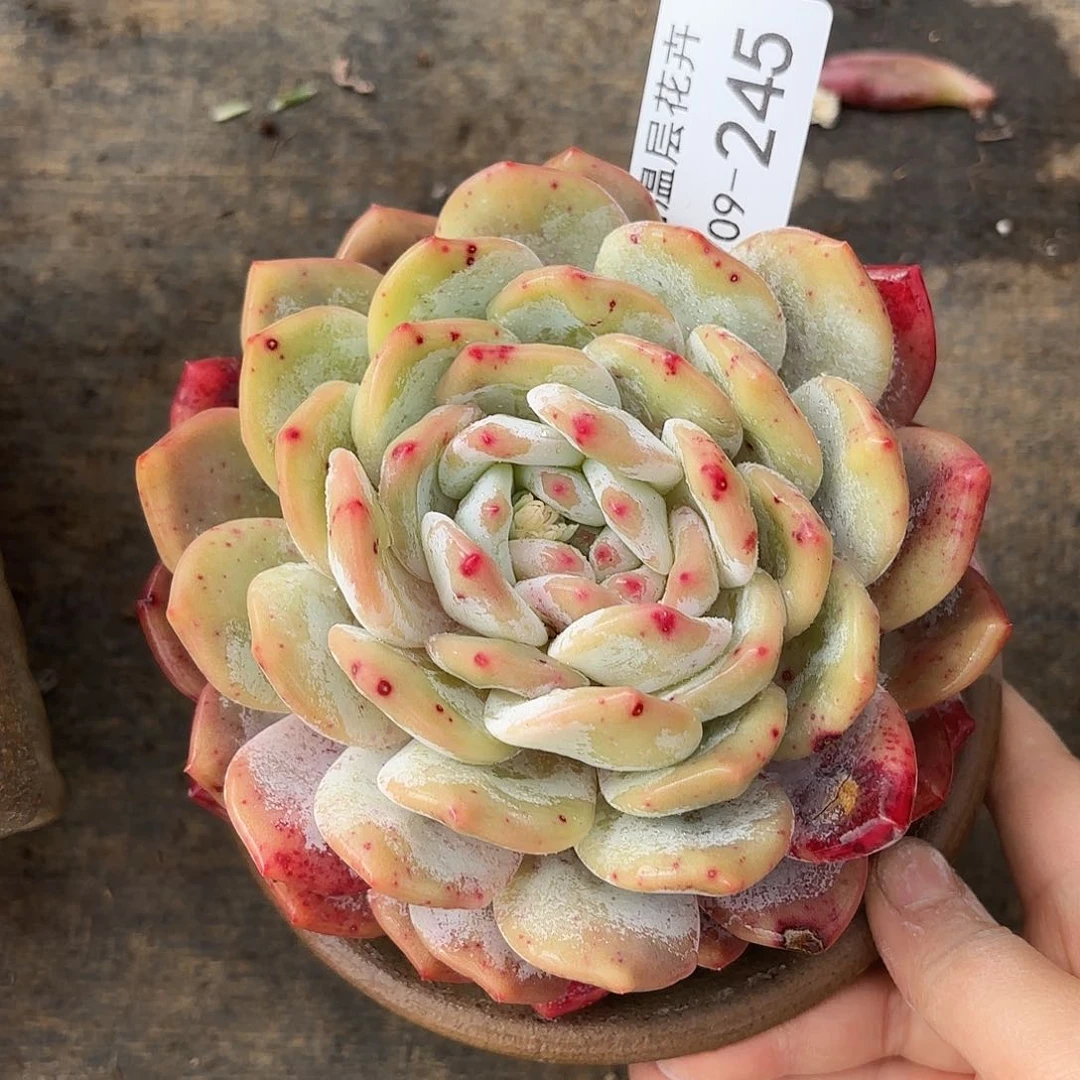 同温层多肉雪天使245