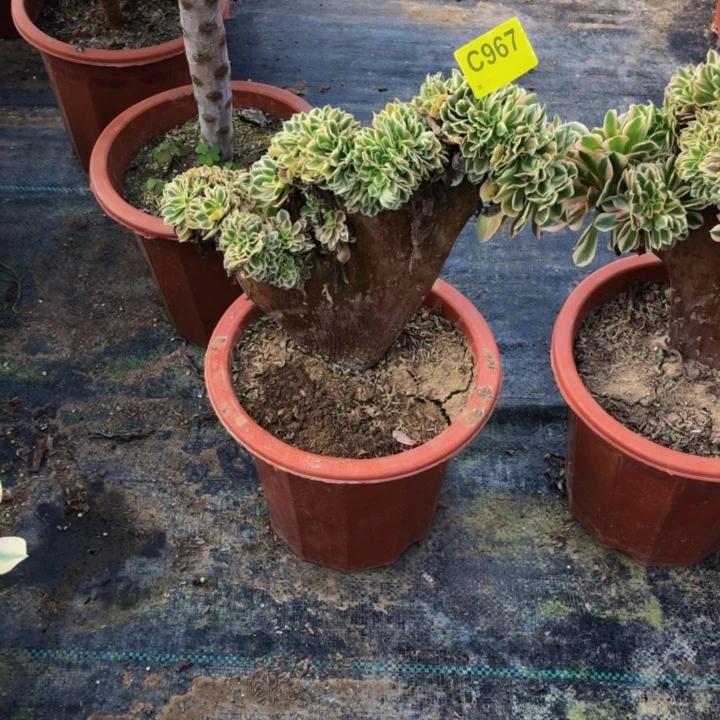 女巫缀多肉96700000000