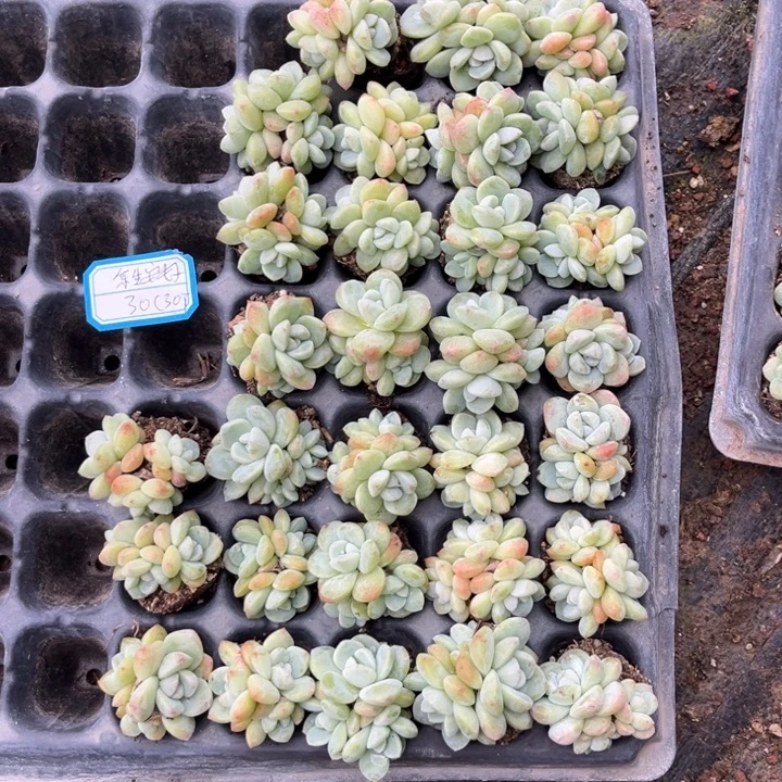 余***好冰玉多肉穴盘冠幅保底2厘米30个