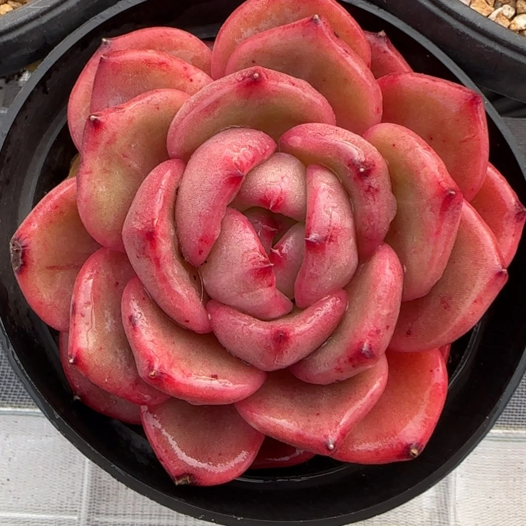 从前慢花园精选多肉Q橙