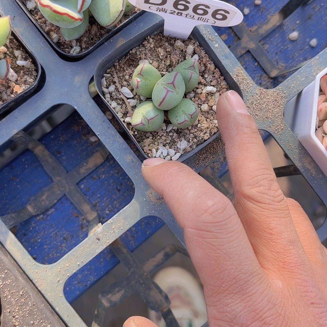 D666少将一物一拍