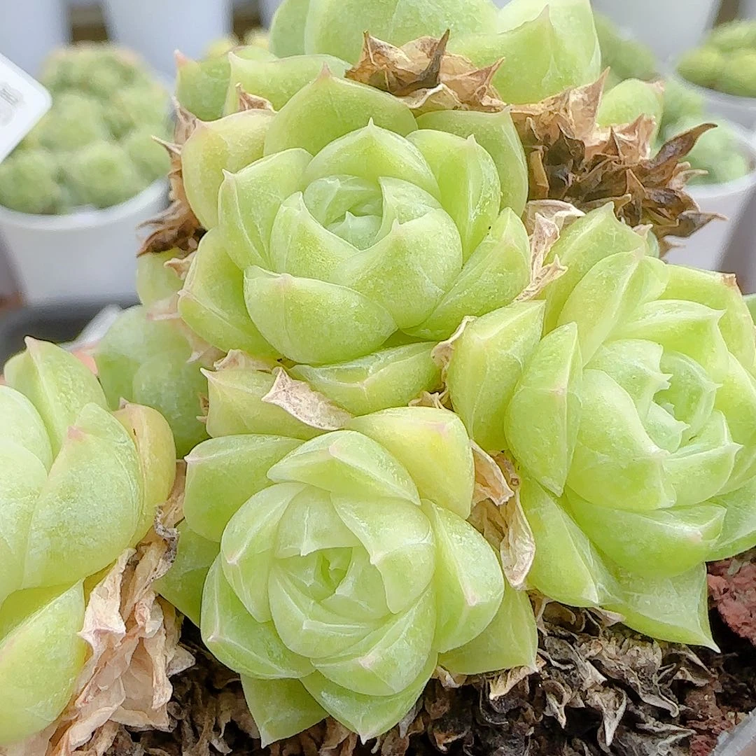 【闪购商品】0924-9包子麦杆（不包整）