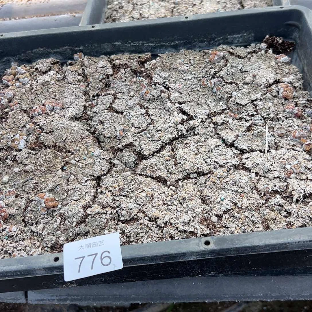 清框脱土发无售后。   776