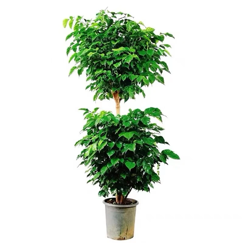 140-160cm双层幸福树绿植客厅大摆件好养新手室内绿植基地花卉