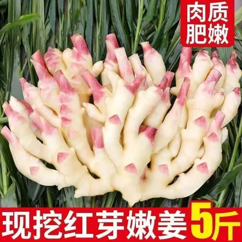 广西鲜嫩红芽仔姜嫩生姜新鲜脆嫩微泥嫩姜泡仔姜时令蔬菜产地发货