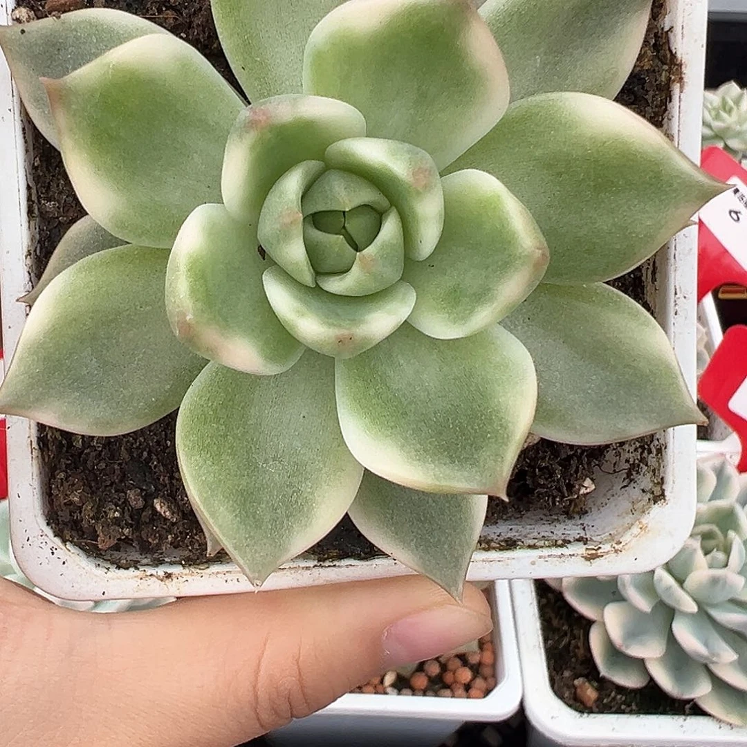 10号琉璃盏锦多肉植物
