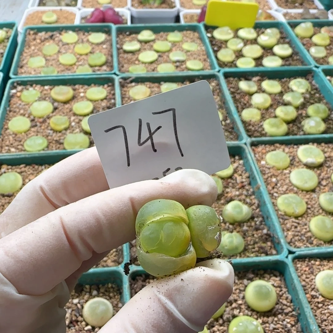 丁*多肉多肉多肉2025-747