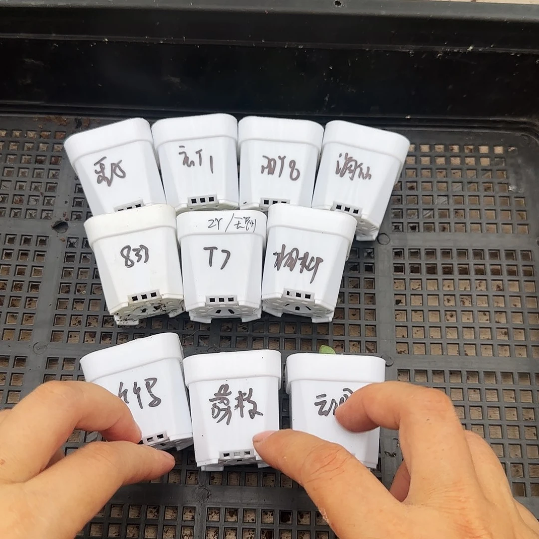 618甜心10件套加芝麻一个满25包邮