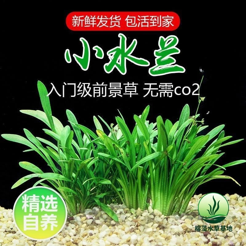 迷你小水兰阴性水草好养易活适合草缸造景新手入门鱼缸装饰造景